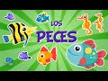 Understanding Fish Characteristics and Habitats