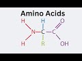 Understanding L Alpha Amino Acids