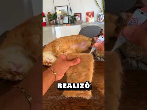 Construyo algo IMPRESIONANTE para sus gatos 😱 #shorts