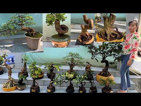 🔴Trực tiếp cây cảnh 13/11 Hiếu bán Bonsai hoa trái nhiều loại giá hữu nghị | nhà vườn Hiếu