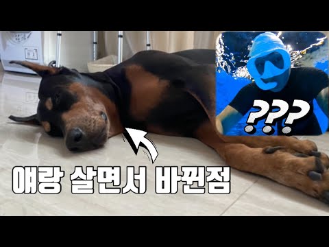 집돌이가 리치랑 살면서 바뀐것! 집돌이 취미