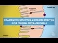 Transport Mechanisms in Cellular Biology