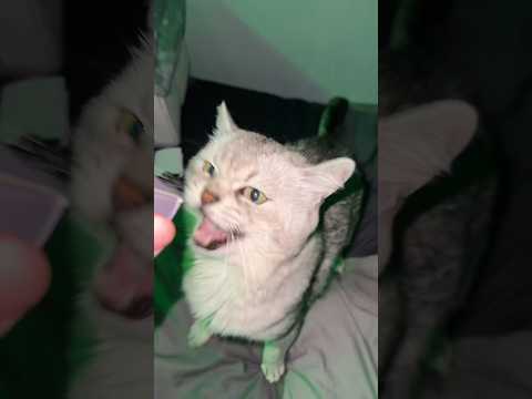 Barking Cat Unboxing His Xbox!