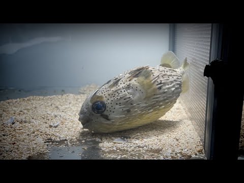 砂浜に転がっていたトゲだらけのフグを持ち帰って飼育してみた【マリンアクアリウム】