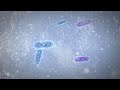 Indicator Bacteria and Water Pathogens