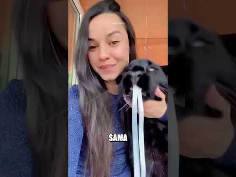 Anak Kucing Hitam Ternyata Anak Macan Tutul #kucing #macan #harimau