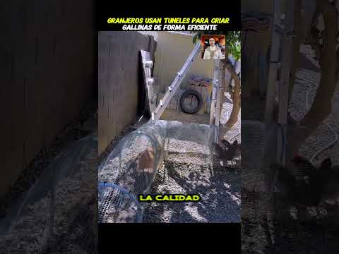 granjeros usan tuneles para criar gallinas #curiosidades #datos #gallinas #granja #animales