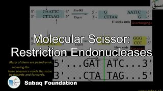 Molecular Scissors: Restriction Endonucleases