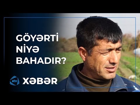 Göyərtinin baha olması kimə sərf edir?