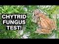 Chytrid Fungus Testing Procedures