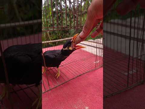 The bird is eating #birds #bird #pets