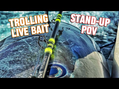 Trolling Live Bait for Jumbo Bluefin Tuna - Gibraltar Tuna Paradise