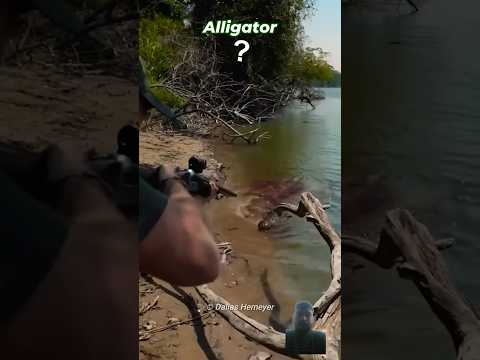 alligator and  crocodile ? difference???#crocodile #amazingfacts #factsinhindi #animals #amazing #op