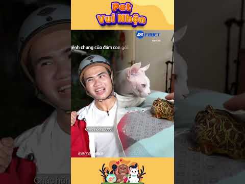 Anh Ếch Lười Làm Tham Ăn Và Cái Kết Phần 196!#Shorts #FunnyFrog #EchThamAn #funny