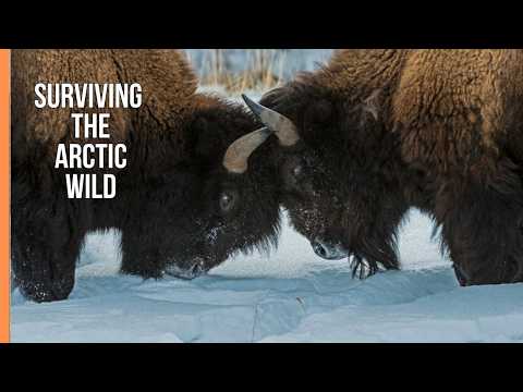 YouTube video thumbnail: Fascinating Polar Worlds – Survival in the Frozen Arctic