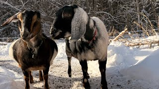 Preparing goat 🐐 farm for cold temperatures 