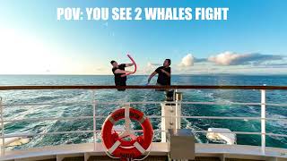 2 Whales are Beautiful