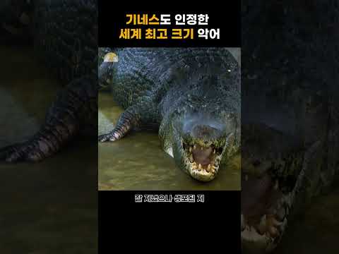 세계 최고 크기 !! 놀라운 바다악어