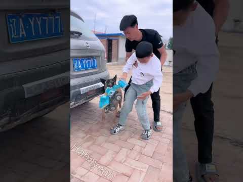 Con chó tốt bụng #63 | Nhờ giác quán thứ 6, chú chó cứu sống cậu chủ...