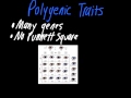 Polygenic Traits and Alleles