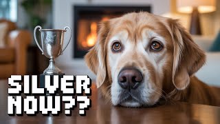 A golden retriever gets demoted 🤣 funniest dogs of the week