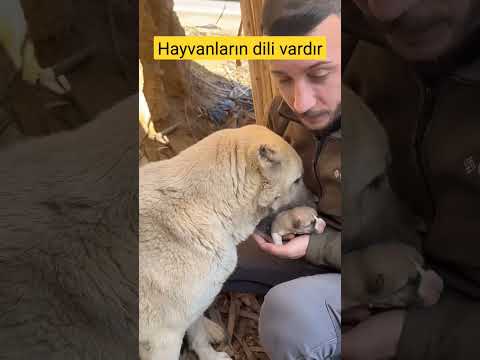 🛑 Ana yüreği bu. Bak kendisini nasıl anlatıyor. #köpek #yavrular