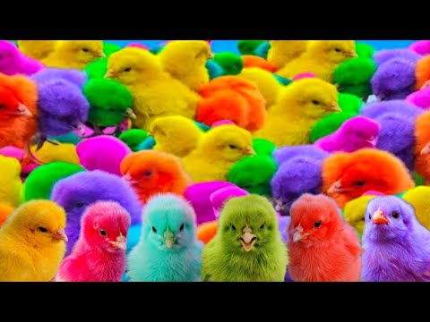 Ayam Lucu, Ayam Warna Warni, Ayam Rainbow, Kelinci Lucu, Bebek Lucu, Ikan Koi, Hewan Lucu #16