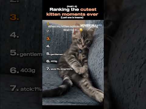 Ranking the cutest kitten moments ever