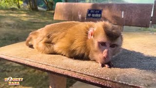 Monkey Kaka lay on the bench sadly, looking so pitiful.
