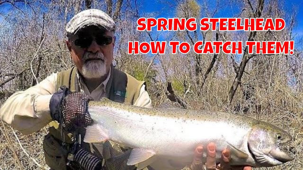Spring Steelhead - Credit River - The New Fly Fisher