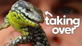 A Child Smuggled Them, Now Lizards Are Taking Over This City