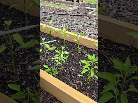 garden tips topping chilli plants