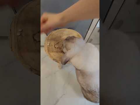 (실화)새벽부터 엄마가 좋아하는 의자에서 하염없이 기다리는 토끼ㅜ