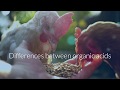 Organic Acids in Animal Feed