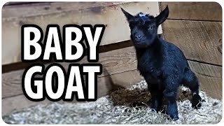 Everybody Loves Goats!