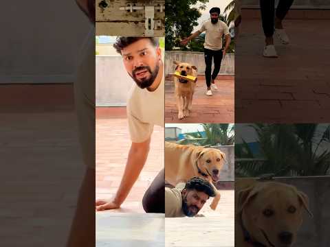 🤣🤣Advance Happy diwali🤣🤣watch till end😂 #labrador #doglover #goldenretriever #doglove #puppies