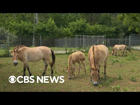YouTube video thumbnail: How Smithsonian Scientists are Working to Preserve Endangered Species