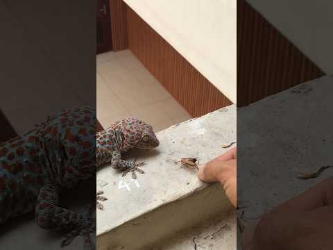 Tắc kè táp hụt N1. #gecko #kucing #bebek #tokek #tắc_kè #ondel #ikan #sapi #kucinglucu @cucutv9029