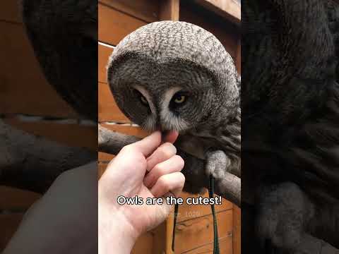 Owl core. #lyrics #owl #music #cute #song #funny #songlyrics #animals #cutesonglyrics #birds