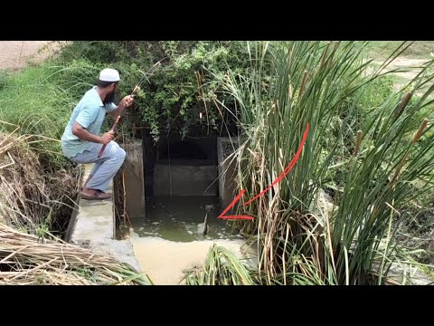 "TINY HOOKS &BIG CATCHES "INDIAN EEL FISH CATCHING WITH A SINGLE HOOK SETUP ;BAAMFISHES AND CATFISH