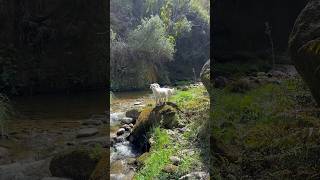Up close action @Baxter_flyfishnz #hunting #goat #wildlife #newzealand #nature #bowhunting #river