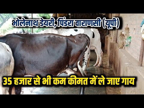 कम कीमत की अच्छी गाय बिक्री के लिए/dairy farm up/hf cross cow for sale/cow for sale/small dairy farm