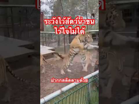 ระวังไว้สัตว์น่าขนไว้ใจไม่ได้​@subscribeJa #คำเตือน #อุทาหรณ์