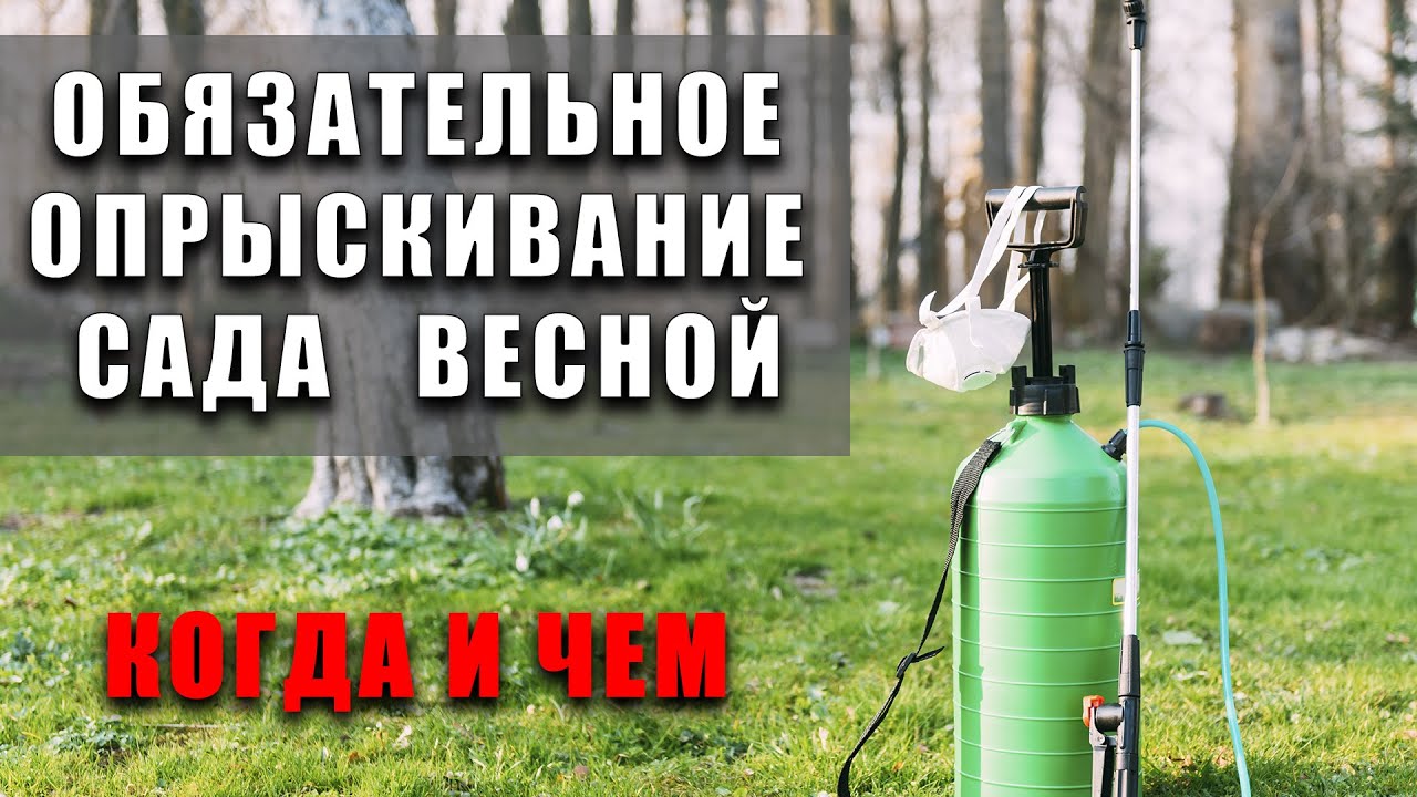 Опрыскивание по зеленому конусу на страже вашего урожая. Чем и когда делать