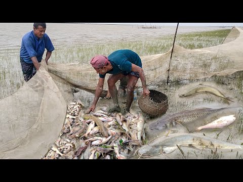 বন্যার আর বৃষ্টিতে গড়া জালে এত মাছ পাবো স্বপ্নে ভাবিনি। Flooding & rainy day fishing। fishing video