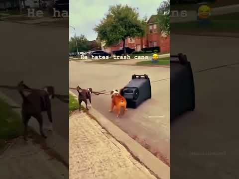 Funny Animals part 3  #funny #funnyvideo #cute #animals #memes