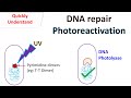 DNA Photolyase and Pyrimidine Dimers