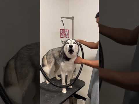 what DRYING a husky SOUNDS LIKE