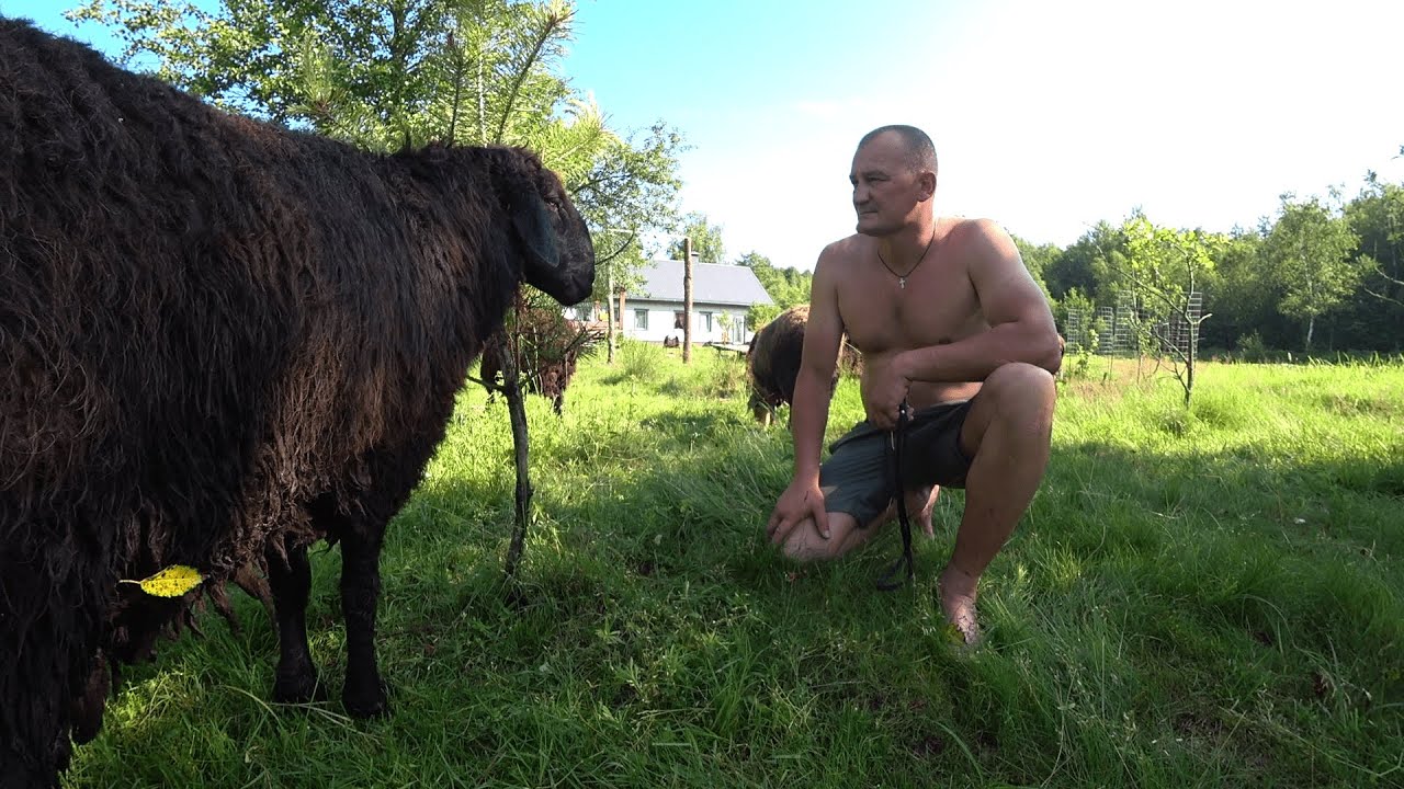 Живя в лесу научился радоваться мелочам. 353