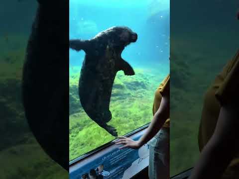 POV:You’re Living in an Aquarium for a Day 🐬🫧#AquariumDay #OceanLife #SealVibes #Jellyfish